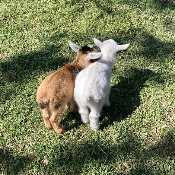 Meet your Posher, Halle - Picture 1 of 1